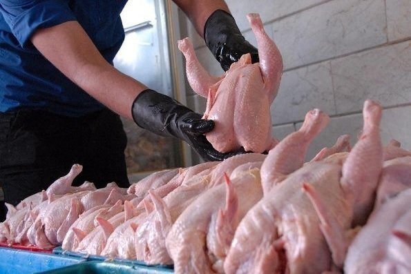 خرید حمایتی ۱۸۰۰ تُن مرغ مازاد در اصفهان