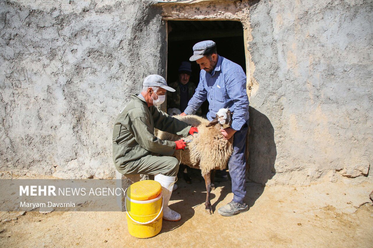 ۵ میلیون رأس دام در اصفهان واکسیناسیون شدند