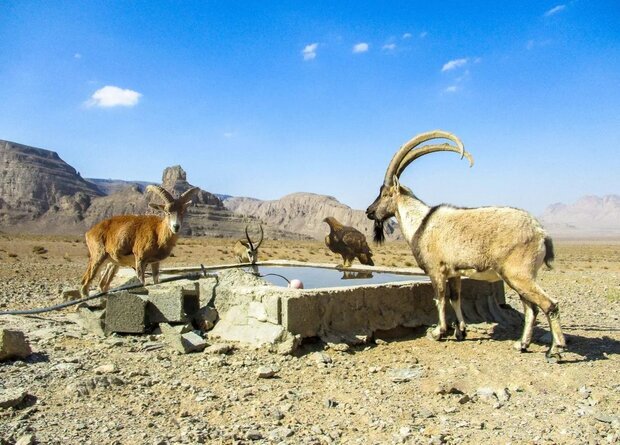 پیام سپاهان