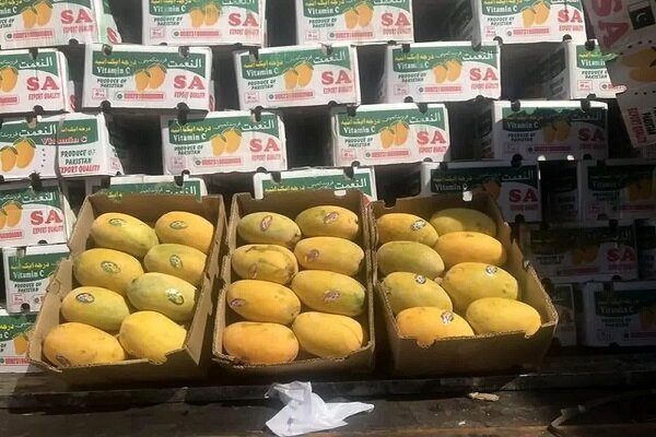 توقیف محموله ۱۸ تنی انبه قاچاق در نایین