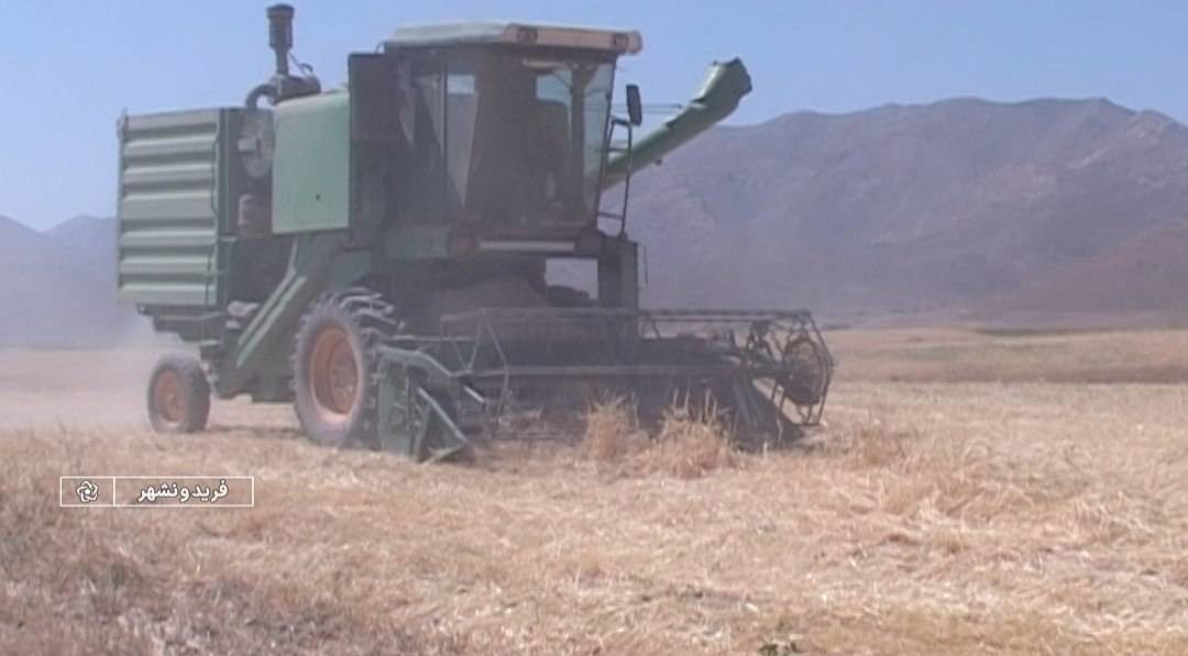 برداشت محصول جو در شهرستان فریدونشهر