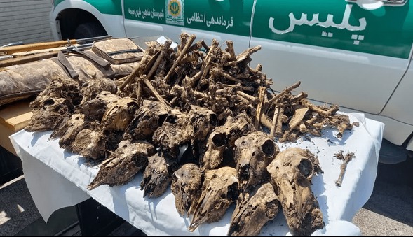 شکار بی‌رحمانه در سایه کمبود محیط‌بان | آخرین خبر