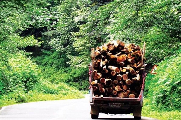 کشف ۲ تن چوب درخت تاغ در کوهپایه اصفهان؛ قاچاق‌چی‌ها متواری شدند