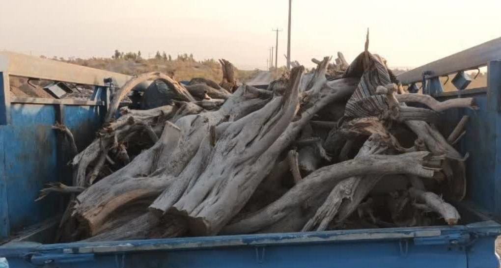 کشف و توقیف چوب تاغ قاچاق در آران و بیدگل