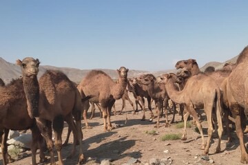 تولید سالانه ۷۰ تن گوشت و ۱۴ تن شیر از شترهای مرند