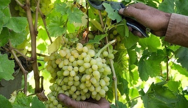 پیش‌بینی تولید ۳۴۰ هزار تن انگور در آذربایجان شرقی