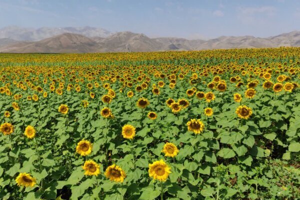 پیام سپاهان