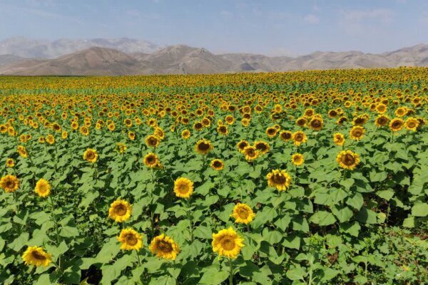 کاشت ۲ هزار هکتار آفتابگردان آجیلی در اصفهان