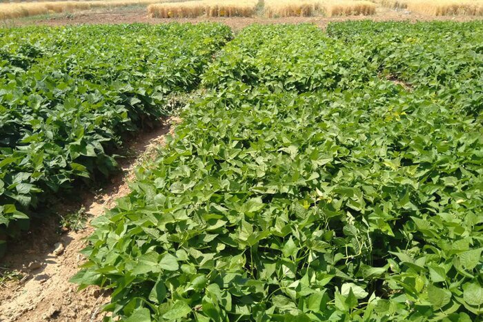 آغاز برداشت لوبیا از مزارع استان اصفهان
