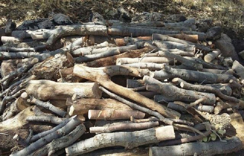 دستگیری ۴ متهم چوب قاچاق در استان