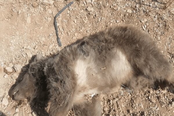 تلف شدن خرس ماده بر اثر تصادف در بزرگراه شیراز-اصفهان