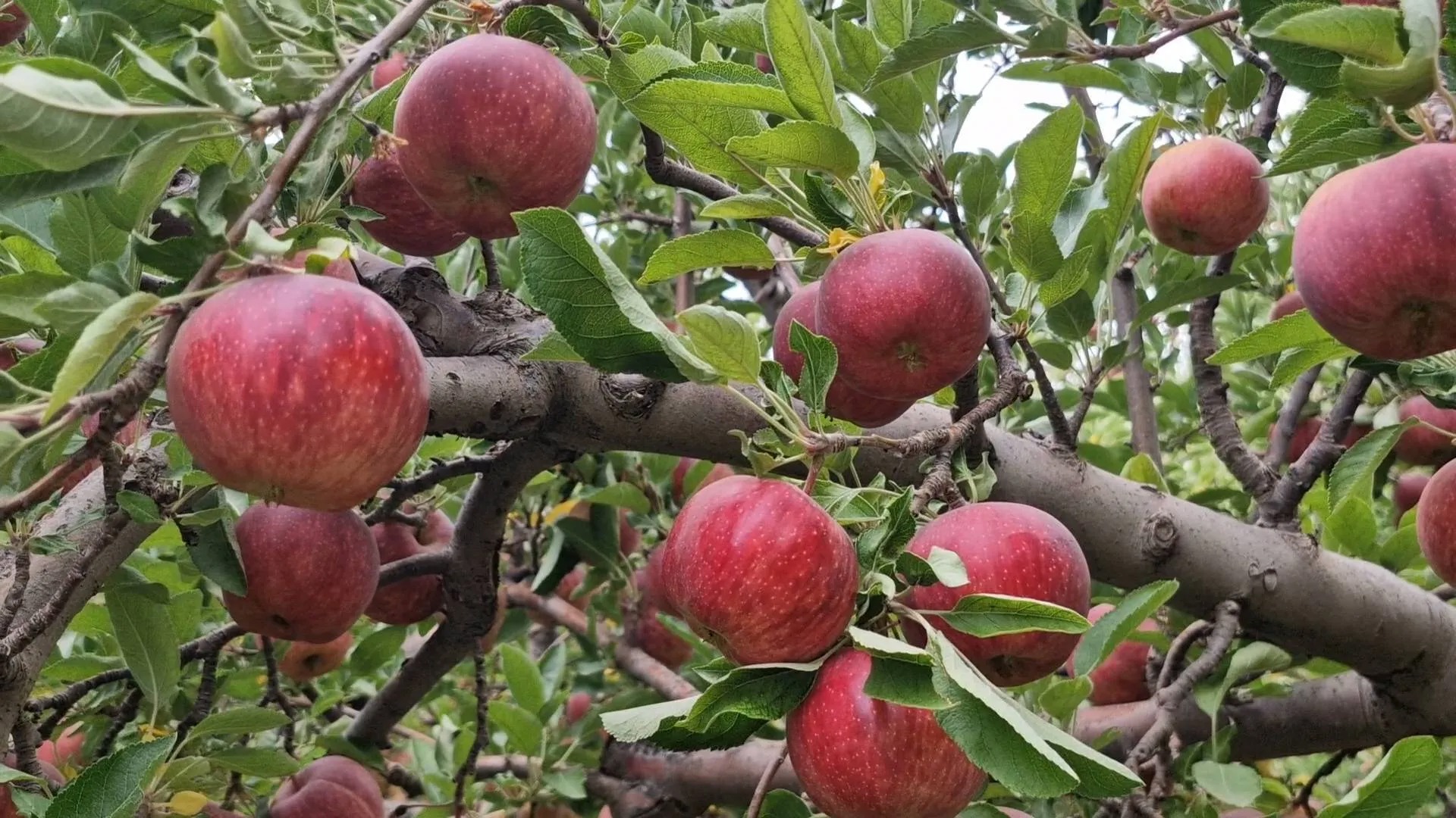 برداشت سیب درختی از قطب باغداری استان اصفهان