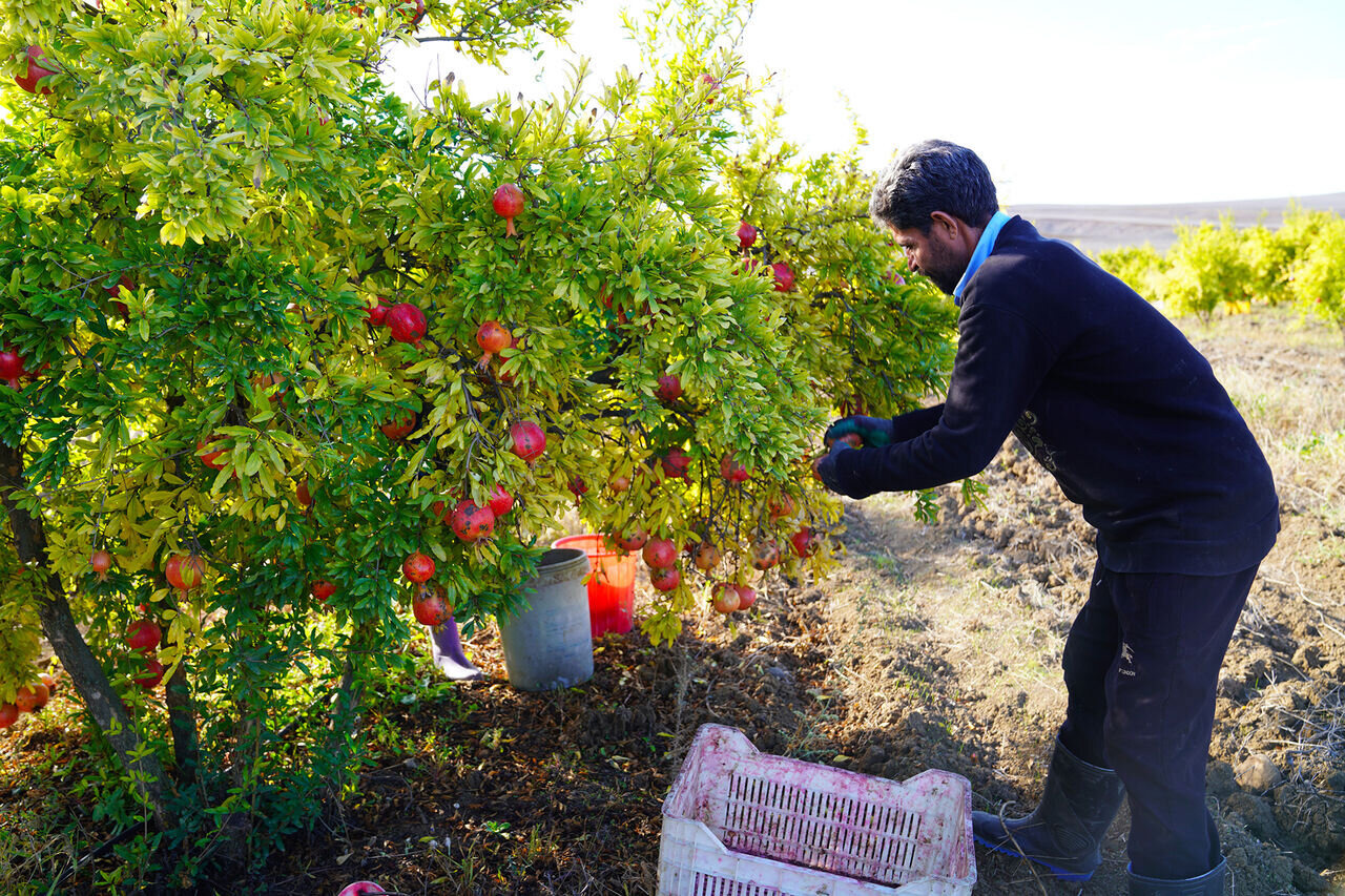 برداشت انار از اراضی و باغات روستای جوشقان مرکزی کاشان