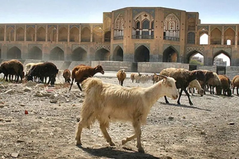 بستر زاینده‌رود چراگاه گوسفندان شد!