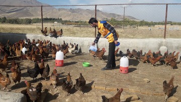 واکسیناسیون یک میلیون و ۳۸۰ هزار قطعه طیور بومی و روستایی استان اصفهان