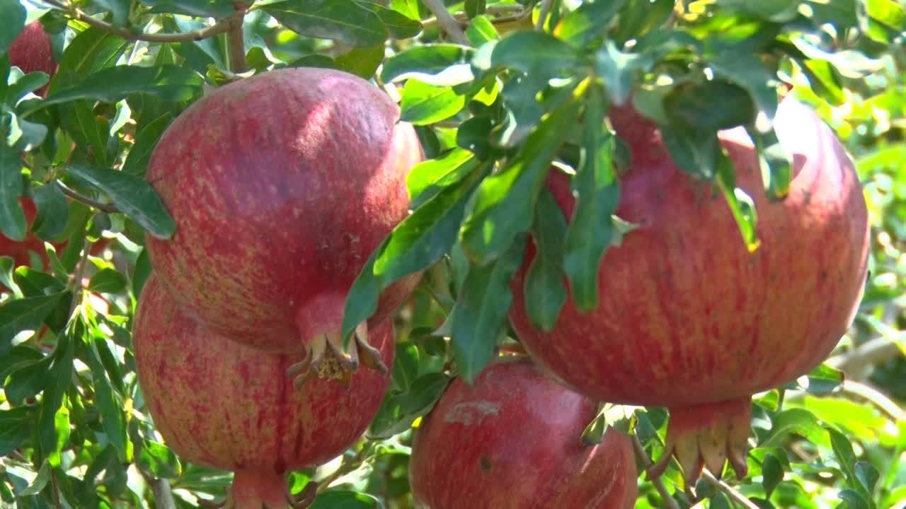 پیام سپاهان