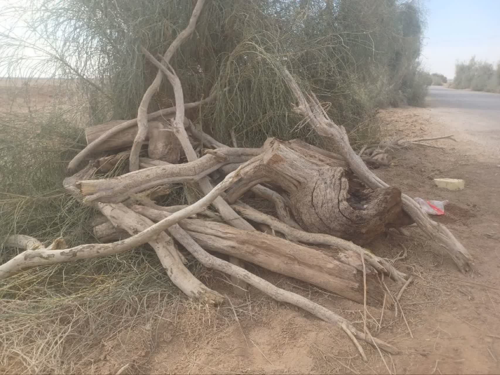 توقیف ۳۰۰ کیلوگرم چوب تاغ قاچاق در شهرستان کوهپایه