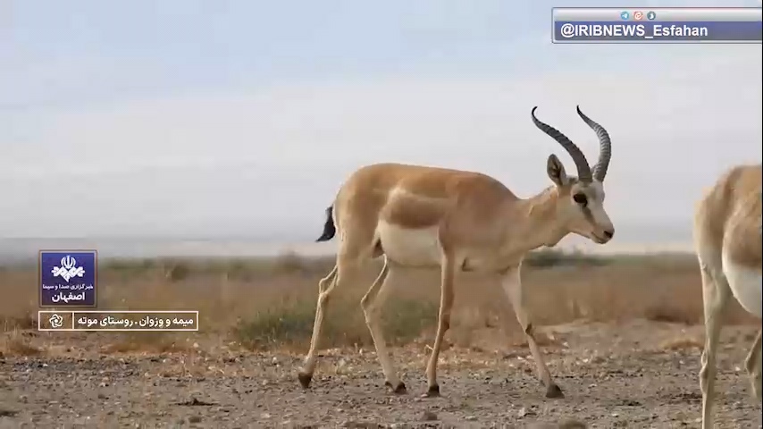 پیام سپاهان